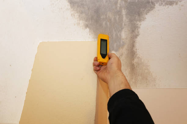 Professional Mold Removal in St Petersburg, FL