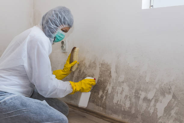 Best Mold Removal for HVAC Installations  in St Petersburg, FL