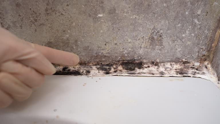 Best Post-Construction Mold Inspection  in St Petersburg, FL